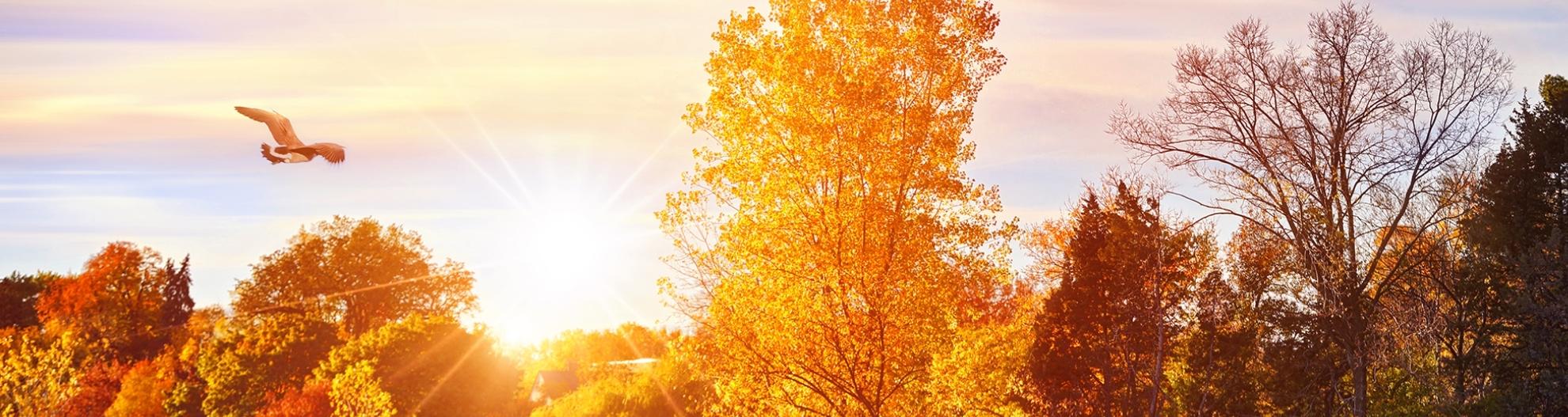 Lake with vibrant fall colors and flying waterfowl